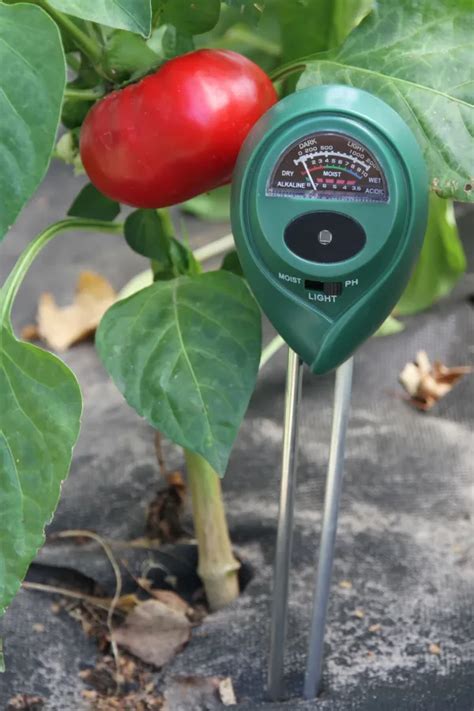 using a moisture meter on container tomatoes|moisture level for tomato plants.